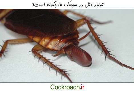تولید مثل در سوسک ها چگونه است؟