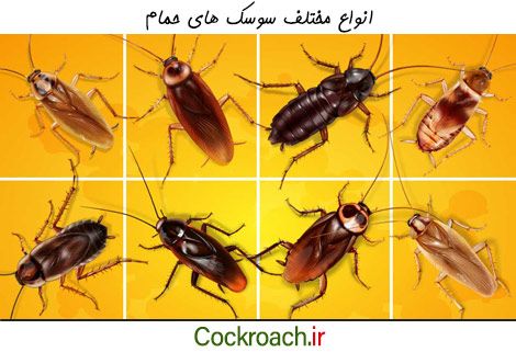شایع ترین سوسک های خانگی یا حمام