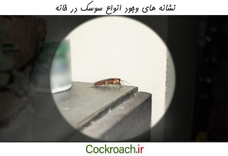 علائم وجود انواع سوسک در خانه