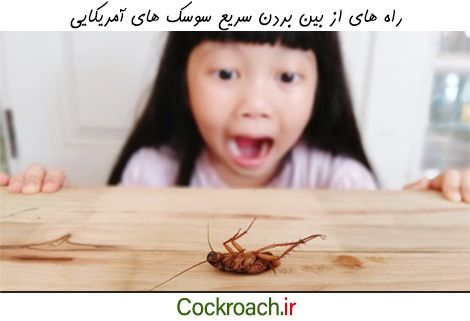 از بین بردن سوسک آمریکایی