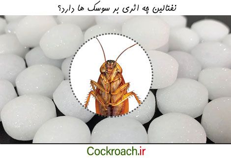  نفتالین چه اثری بر سوسک ها دارد؟