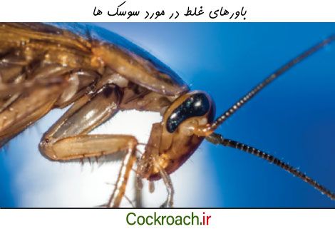 بررسی باورهای غلط درباره سوسک ها