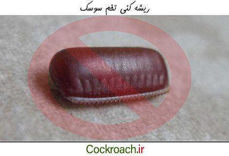 از بین بردن تخم سوسک