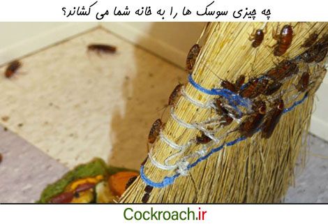 چه چیزی سوسک ها را به خانه شما می کشاند؟