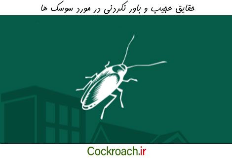حقایق عجیب و باورنکردنی درباره سوسک ها