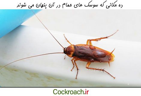 مخفیگاه های مهم سوسک ها در خانه