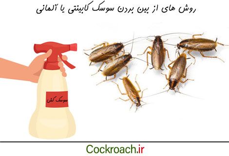 روش های از بین بردن سوسک آلمانی