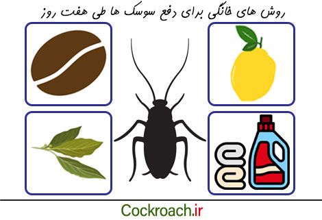 از بین بردن سوسک با مواد طبیعی