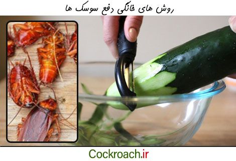 روشهای خانگی و طبیعی دفع سوسک