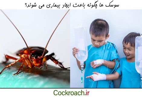 سوسک ها چگونه ما را بیمار می کنند؟