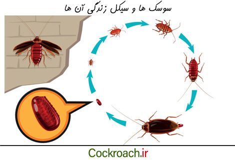 چرخه زندگی سوسک