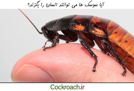 گزش سوسک ها چگونه اتفاق می افتد؟